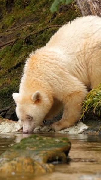 One of the rarest animals on earth, the spirit bear roams the old-growth  rainforests of British Columbia 🐻 A white black bear found almost nowhere  else in the world 🌲, Ask GuideGeek how to plan your ...