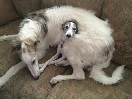 Most borzoi are almost silent, barking only very rarely. 900 Borzoi Ideas Borzoi Russian Wolfhound Sighthound