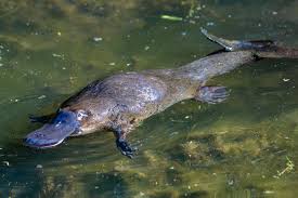 Image result for Platterpus