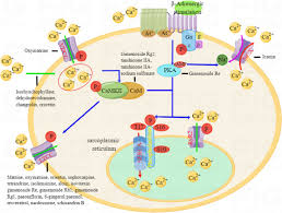Image result for Calcium Channel Blocker