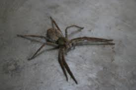Most encounters with this spider occur from moving boxes or rooting about in closets or under beds. The Legend Of The World S Most Venomous Spider The Phoneutria