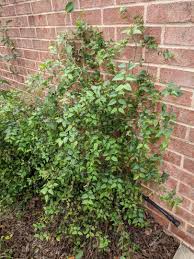 Image result for Halleria elliptica