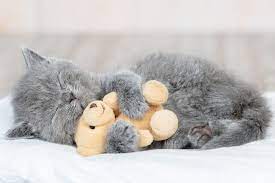 The persian is a longhaired. 14 Cute Kittens Who Might Just Save The World