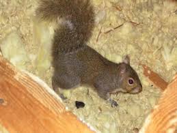 Image result for squirrel poop