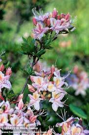 Rhododendron Occidentale Western Azalea Wildflowers Of The Pacific Northwest Rhododendron Wild Flowers Azaleas