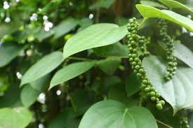 Rosicchiare sano è un'esigenza sempre più sentita: Pepe Tutto Quello Che C E Da Sapere Su Questa Spezia Molto Famosa