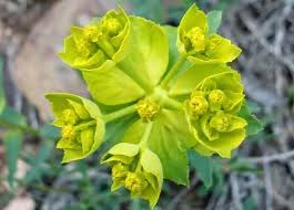 Image result for Euphorbia serratifolia