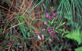 Image result for Polygala persicariifolia