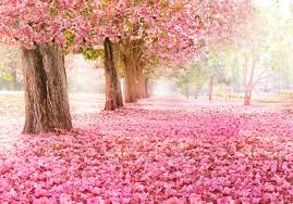 That looks like the tree from steven universe. Cherry Blossom Tree Path Wallpaper Wall Mural