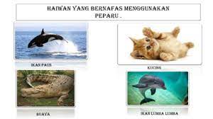 Haiwan ini biasanya boleh hidup di darat dan di air. Organ Pernafasan Haiwan Sains Tahun 4 Flip Ebook Pages 1 6 Anyflip Anyflip