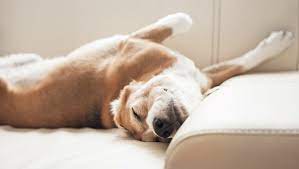 Dogs Sleeping Positions And Habits Tell You A Lot About Their Personality And Health Dogtime