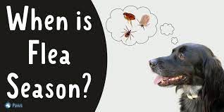 When Is Flea Season State By State Breakdown Of When Fleas Flourish