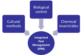 Integrated pest management (ipm) uses techniques to control pests while minimizing the use of chemicals. Pest Control Methods Combined In An Integrated Pest Management Strategy Download Scientific Diagram