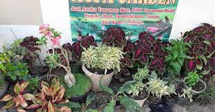 Tanaman hias krisan berbunga cantik murahrp5.500: Jual Aneka Tanaman Hias Dan Pupuk Murah Aneka Hewan Peliharaan Dan Tanaman Hias