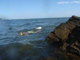 Snorkeling In Compo Cove Ct Grandin Adventure Society