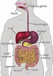 digestive and excretory system diagram quizlet