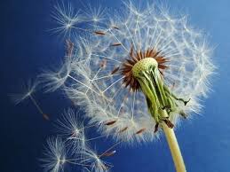 It is a place to meet and observe other children in the same stages of development. Montessori Preschool Pausing For The Dandelions Montessori School Of Silicon Valley Milpitas Santa Clara Fremont