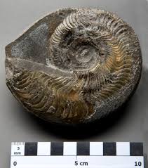Ammonite crabs can be found on the most coastal areas and the most northern beaches of fossil island, as well as in the northern wyvern cave. Molluscs Ammonites Belemnites Fossil Finder Jurassic Coast