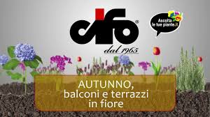 Fioriti da marzo a novembre. Category Archive For Cerca Cifo
