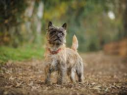 Adorable litter of cairn terrier puppies ready for their new homes in july. Cairn Terrier Dog Full Profile History And Care