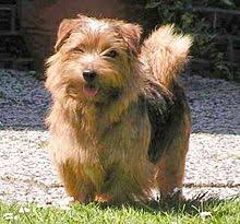 Norwich terrier und norfolk terrier sehen sich sehr ähnlich. Norfolk Terrier Wikipedia
