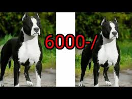 We have provided the links below to find out more about who we are and what we offer. Free Puppies In Stafford Va Jobs Ecityworks