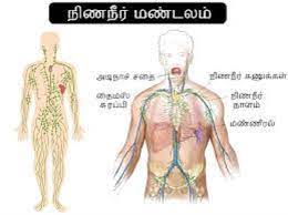 Constitution of india contains 395 articles in 22 parts. à®¨à®® à®‰à®Ÿà®² à®² à®‰à®³ à®³ à®‡à®¨ à®¤ à®…à®® à®ª à®ª à®¤ à®© à®š à®• à®¸ à®†à®š à®¯ à®¤ à®£ à®Ÿ à®µà®¤à®± à®• à®® à®• à®• à®¯ à®• à®°à®£à®® à®® Human Body Anatomy Facts And Chemical Composition Tamil Boldsky