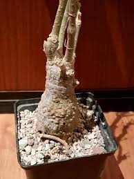 Image result for Fockea multiflora