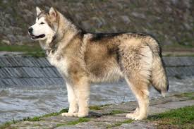 Giant alaskan malamutes make the best family pets. Alaskan Malamute Puppies For Sale From Reputable Dog Breeders