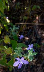 Image result for Multidentia concrescens