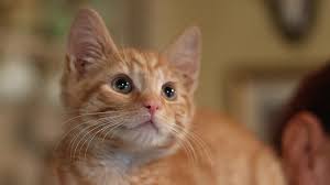 By the age of 8 months, baby ready for more textures and flavors of food. 12 Week Old Kitten A Complete Guide From The Happy Cat Site