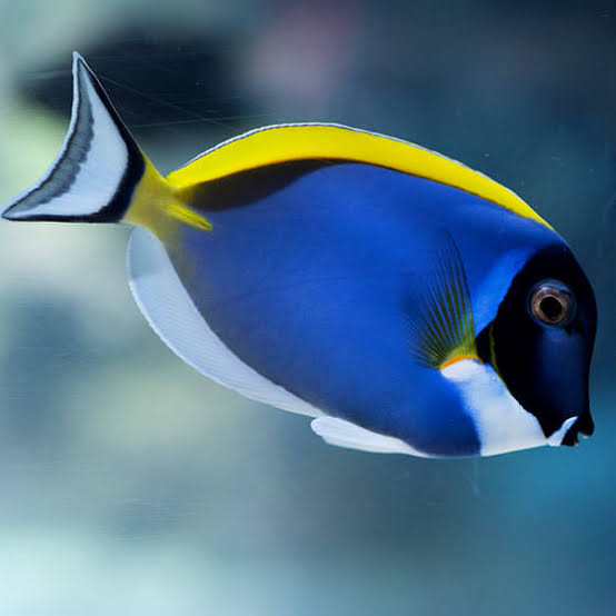 Powder Blue Tang - Aquarium La Rochelle