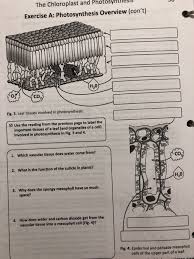 Check spelling or type a new query. The Chloroplast And Photosyhe Exercise A Chegg Com