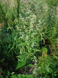 Image result for Chenopodium simplex