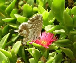 Image result for Satyrium orbiculare