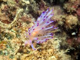Image result for Solenangis clavata
