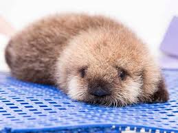 Use one hand to support baby's head, then slowly lower. This Is Pup 681 The Orphan Sea Otter Learning How To Swim Http Ind Pn 1xbwjya Cute Animals Cute Baby Animals Baby Otters