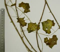 Image result for Cyclantheropsis parviflora