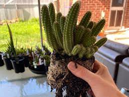 Give your saguaro as much full sun as possible and water it when the soil. Repotting My Peanut Cactus Potted Up