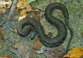 The snakes inhabit water habitats and grow to a maximum length of 74 inches. Cottonmouths And Similar Looking Harmless Species