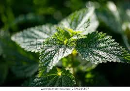 Image result for Urticaceae