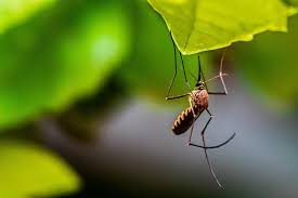 How to prevent mosquitoes from breeding. Reclaim Your Yard How To Get Rid Of Mosquitos Houseman Pest
