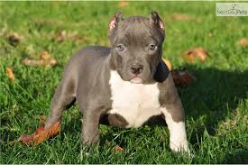 Pin On Pitbulls