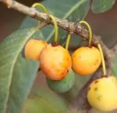 Image result for Garcinia kingaensis