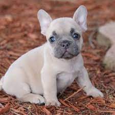 West palm beach, florida category: Top 10 Best French Bulldog Breeder In West Palm Beach Fl Last Updated July 2021 Yelp