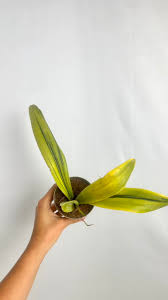 Image result for Sansevieria dooneri