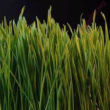 In 2011 there were about 35.5 million speakers of malayalam in india. English To Spanish Dictionary Meaning Of Grass In Spanish Is Soplon Cesped Gras Herbaje Hierba Pasto Soplar Yerba Chivato Plantar Hierba Delatar Hierba Graminea Marijuana Soplon Cubrir De Hierba Dar El