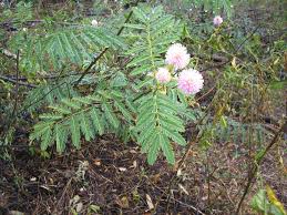 Image result for Mimosa pigra