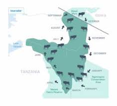 Plains zebras stay away from dense forests and deserts and they do zebras live in asia? Wildebeest Migration In Africa 2021 Incl Migration Map Tourradar