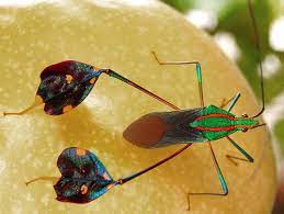 Let S Do Some Zoology Amazonian Leaf Footed Bug Diactor Bilenatus A Insetos Percevejo Imagens De Insetos